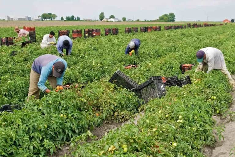 Main-d’œuvre agricole: La pénurie qui fait grimper les coûts
