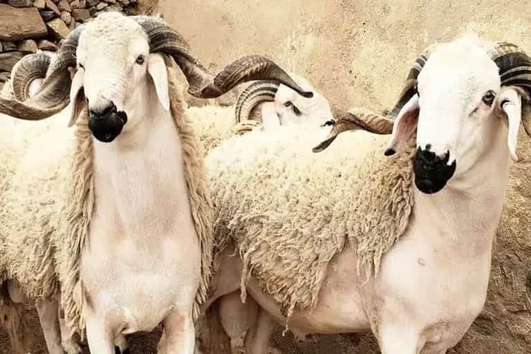 Aïd Al-Adha : Feu vert du Conseil de la concurrence au plafonnement des prix