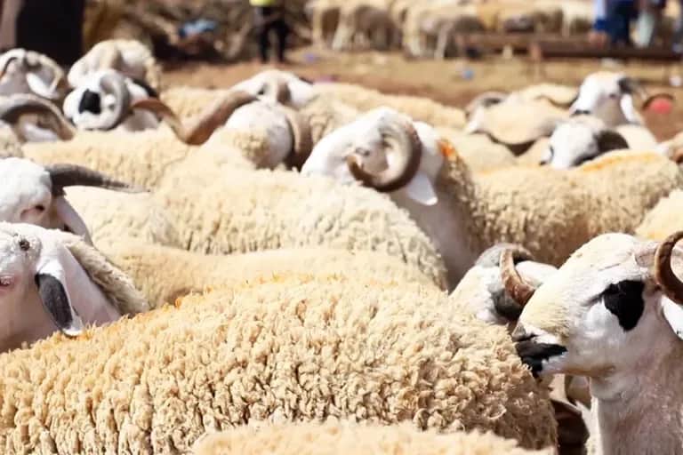 Aïd Al-Adha : les prix du mouton au centre des inquiétudes