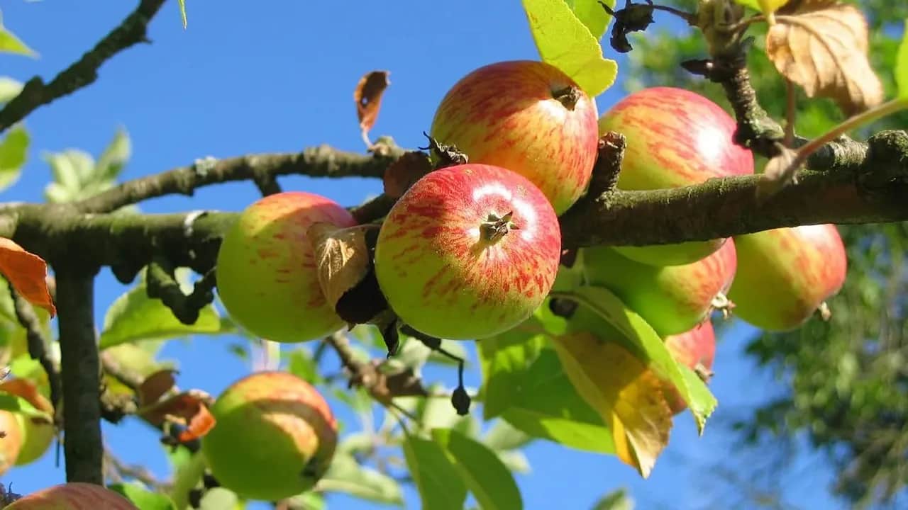 Arboriculture fruitière: des ambitions fortes pour le nouveau contrat-programme
