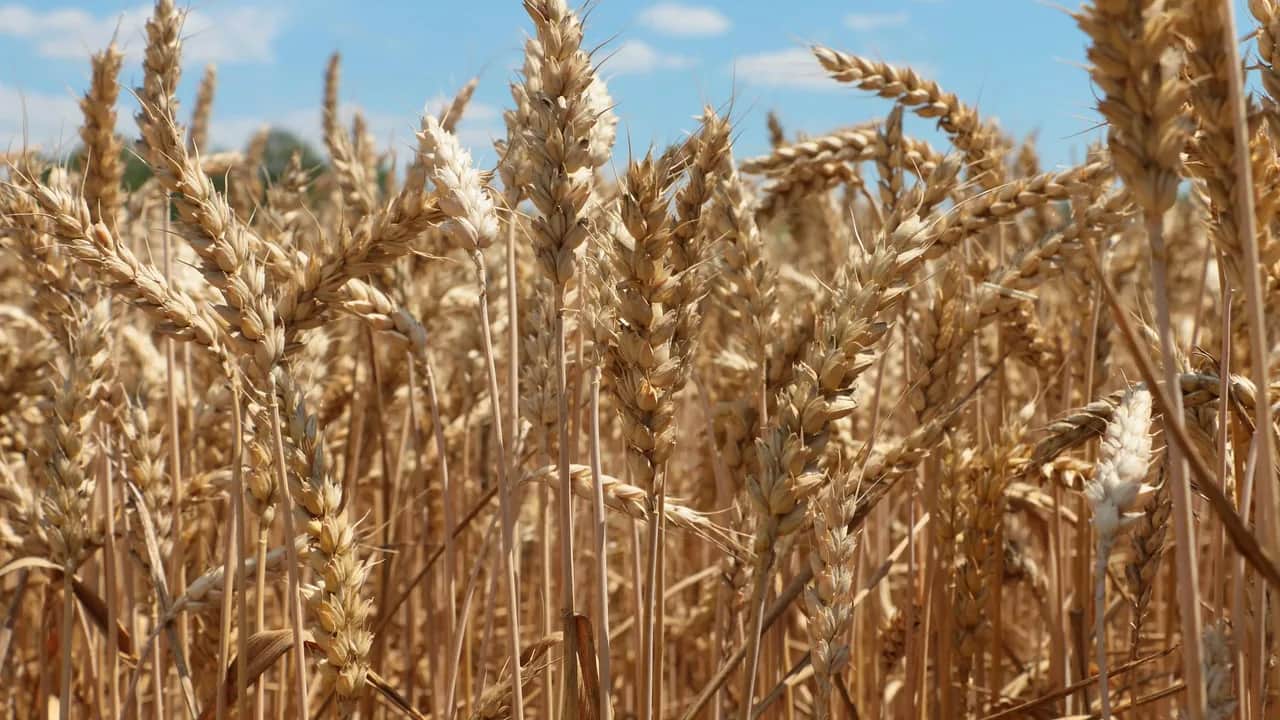 Blé tendre: 4 milliards de DH de primes déjà versés par l’Etat