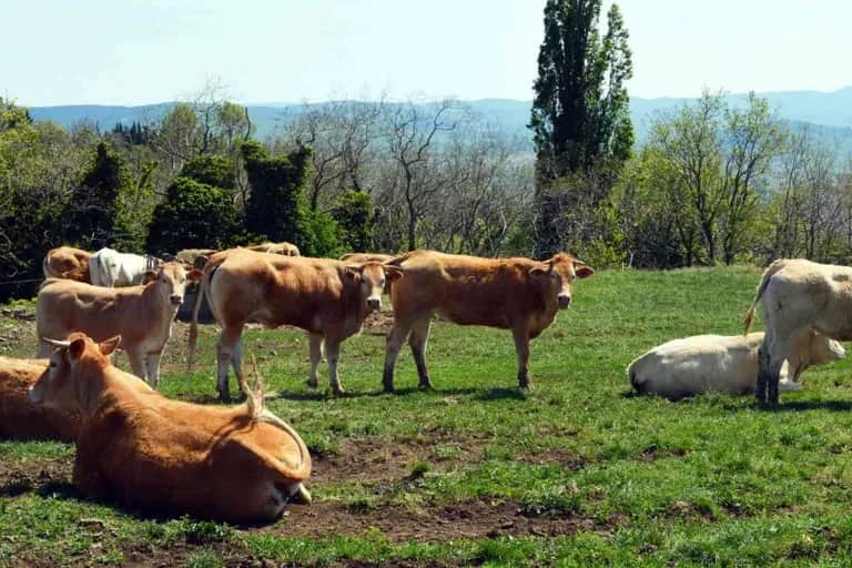 Campagne agricole 2024/2025 : un démarrage compliqué et des incertitudes qui planent à l’horizon