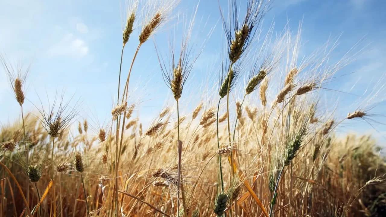 Campagne agricole: la récolte des céréales estimée à 44 millions de quintaux en 2024-2025