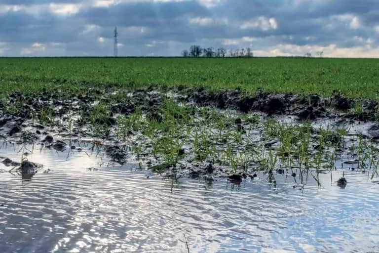 Campagne agricole : pour se rattraper, les exploitants tablent sur les cultures printanières