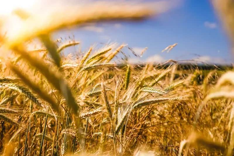 Campagne céréalière 2021/2022: 34 millions de quintaux récoltés