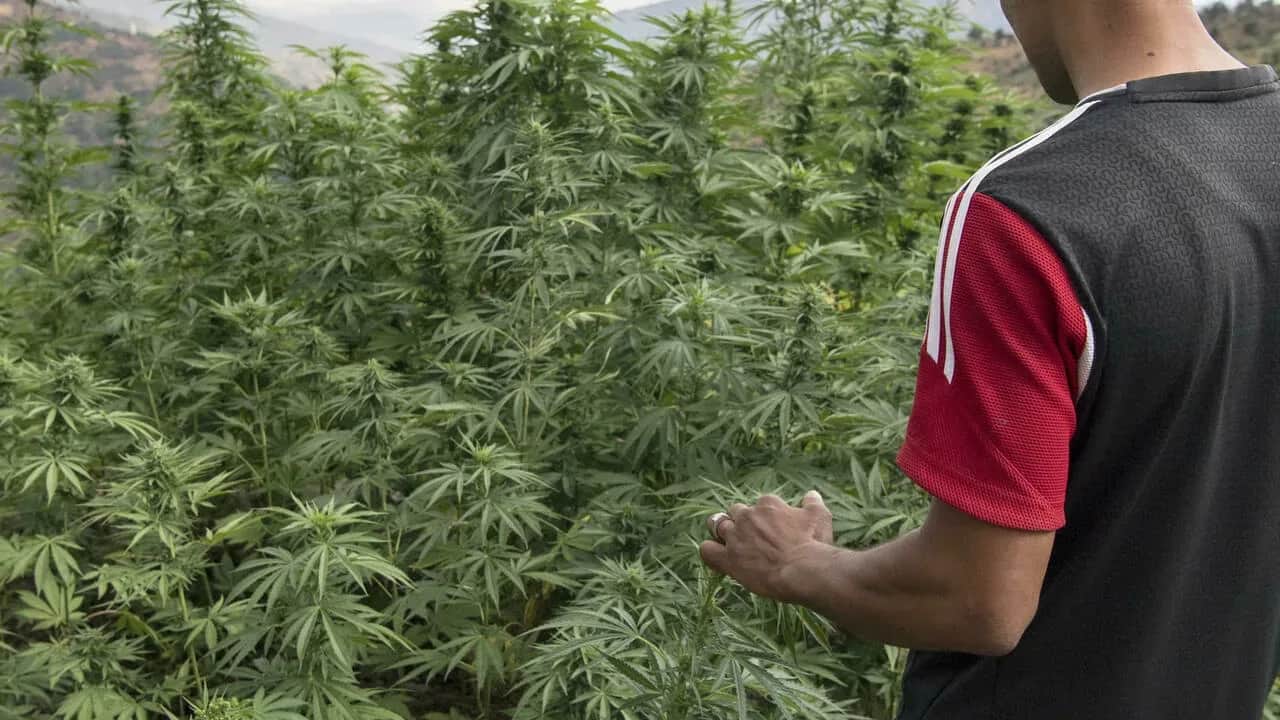 Cannabis : La Grâce royale, un coup d’accélérateur pour le développement d’un secteur structuré