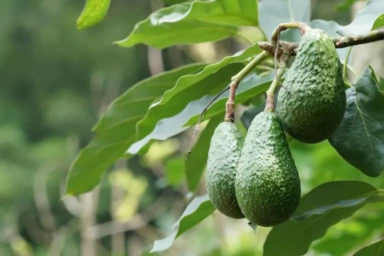 Culture de l'avocat: les raisons d’une surabondance de l’offre