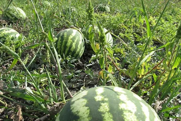 Déficit hydrique: quel modèle agricole face aux sécheresses récurrentes ?
