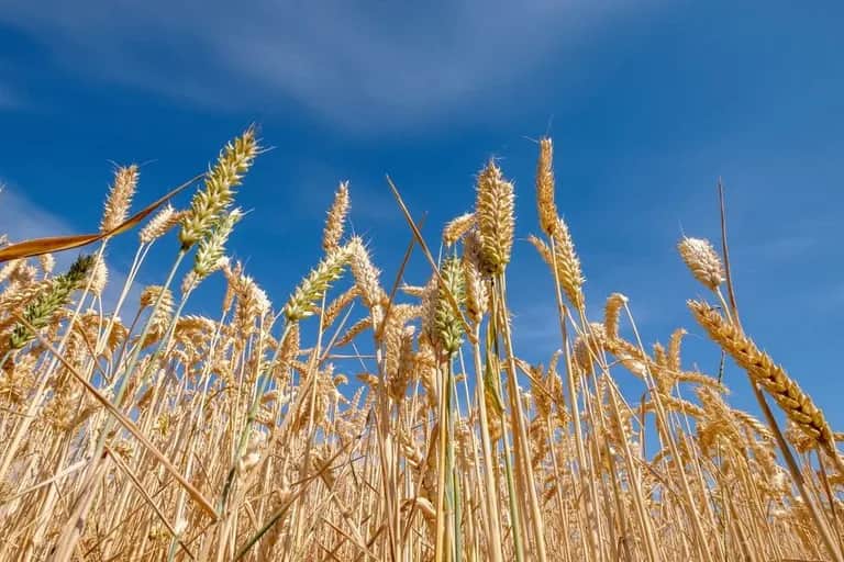 Exportations record de céréales russes vers le Maroc en 2024