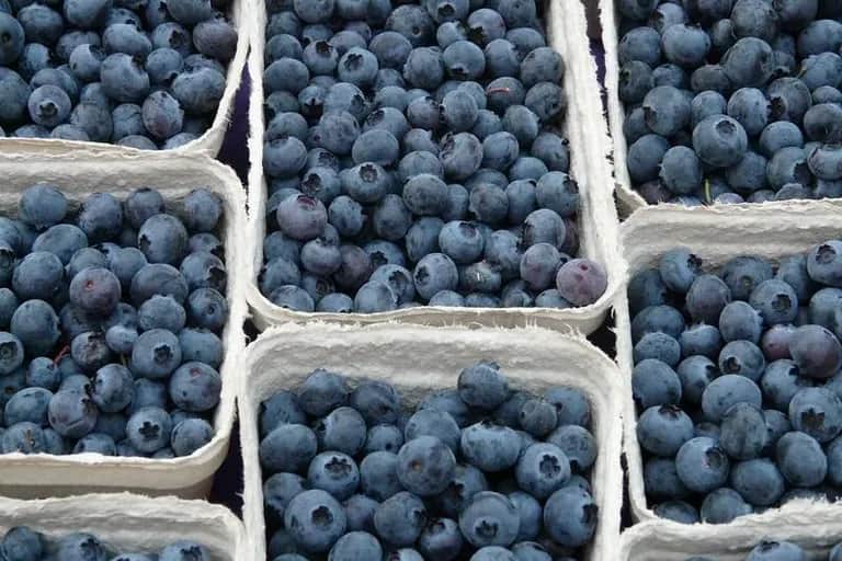 Fruits rouges: la filière génère un chiffre d’affaires annuel de 4,5 milliards de DH