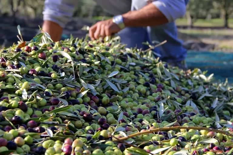 Oléiculture: grâce au PMV, l'activité a nettement amélioré ses performances