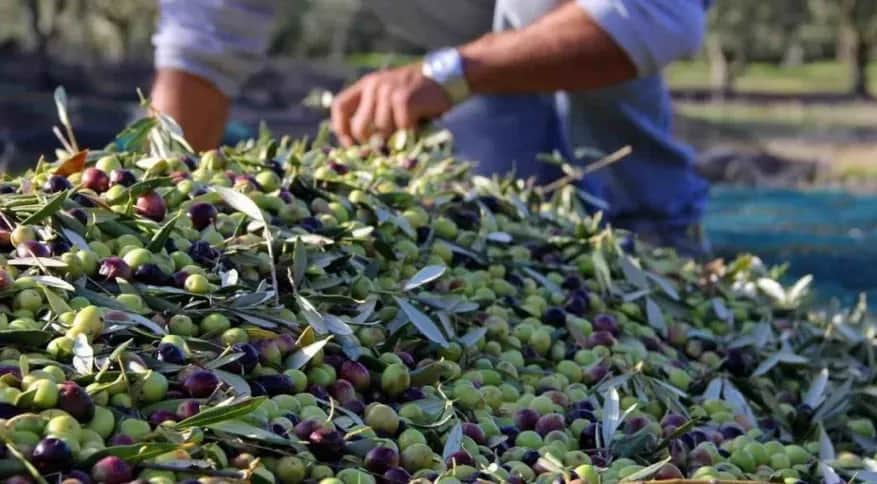 Oléiculture : les récoltes s’annoncent meilleures que prévu