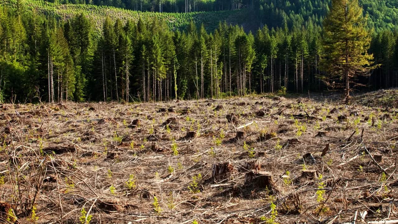 Environnement: le patrimoine forestier marocain en détresse