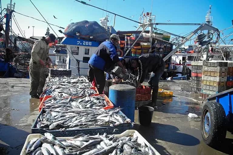 Pêche côtière et artisanale : baisse de la valeur des produits commercialisés de 4% à fin juin