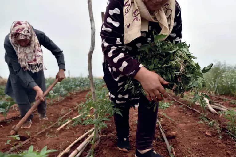 Pluies abondantes : un choc de croissance pour l’économie marocaine