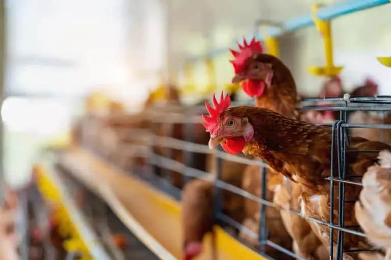 Prix du poulet : le kilo grimpe jusqu’à 24 DH à Casablanca