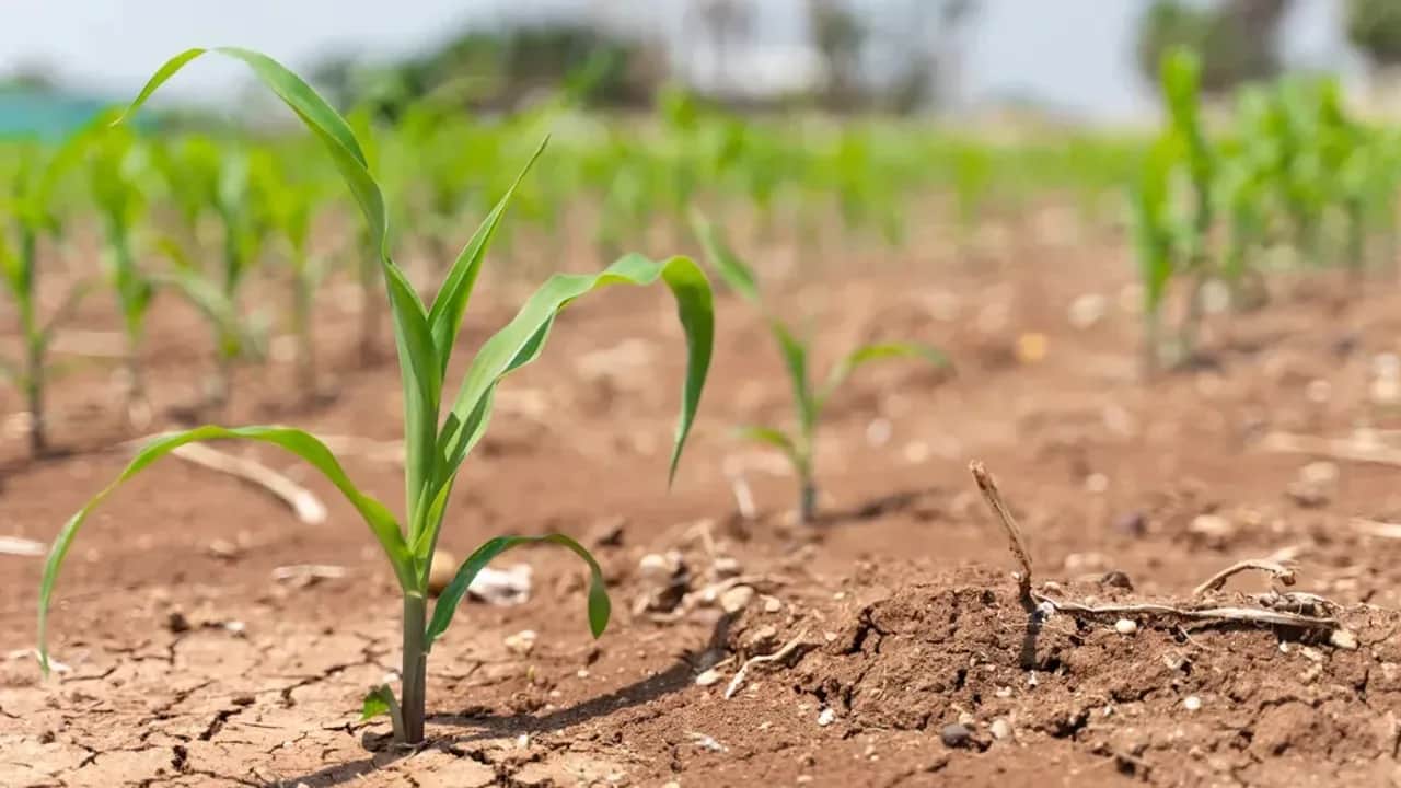 Succession des années de sécheresse: un sérieux problème pour la croissance à long terme