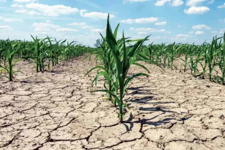 Stress hydrique : quand l'efficacité agricole crée un «paradoxe de l'eau