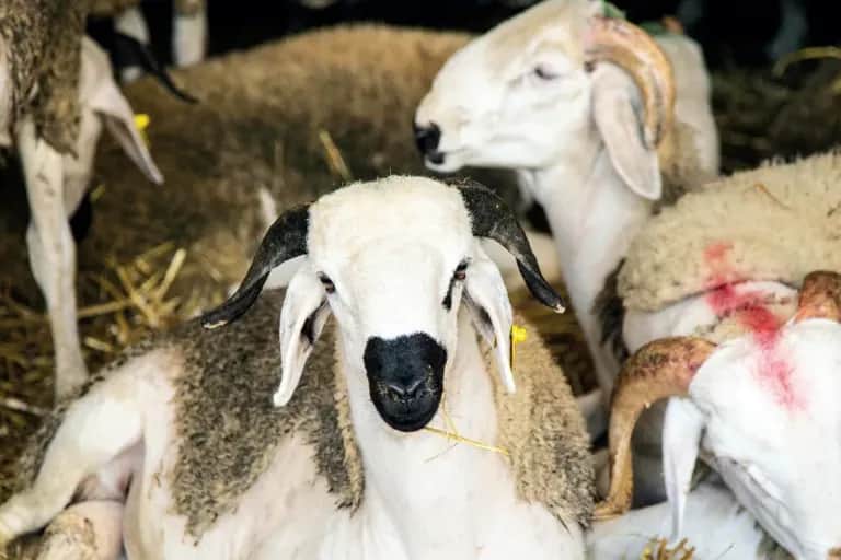 Viandes rouges : quels enjeux pour le secteur après l’annulation du sacrifice de Aïd Al-Adha ?