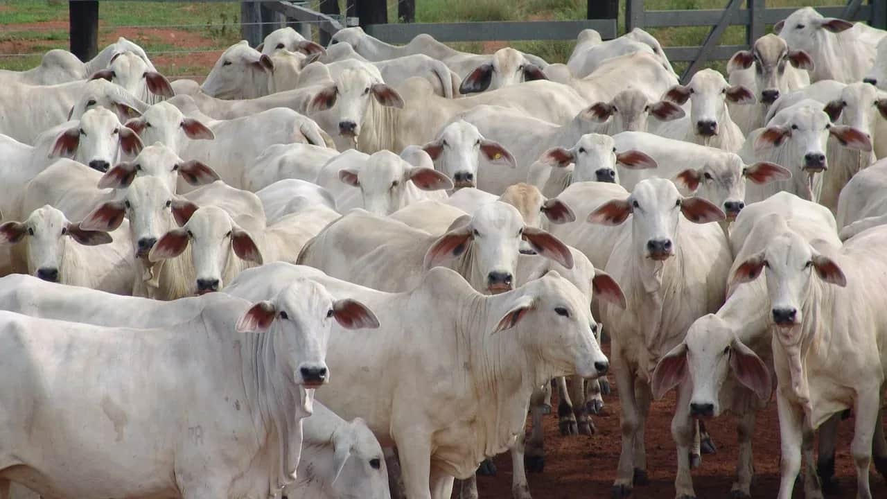 Viandes rouges: la sécheresse a mis à nu les faiblesses de la filière