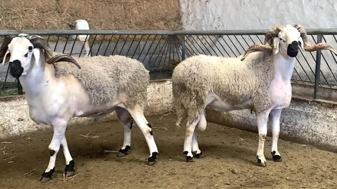 Viandes rouges: la sécheresse tire les prix vers des niveaux record