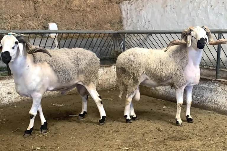 Viandes rouges: la sécheresse tire les prix vers des niveaux record