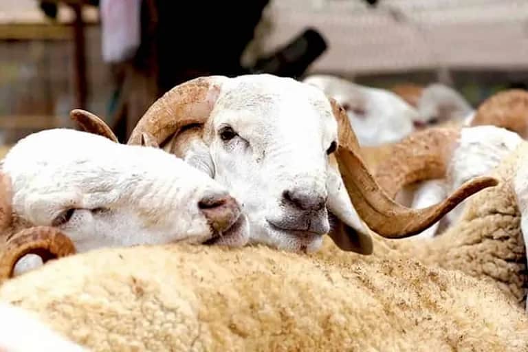 Aïd Al-Adha: la tutelle rassure quant à l’abondance de l’offre