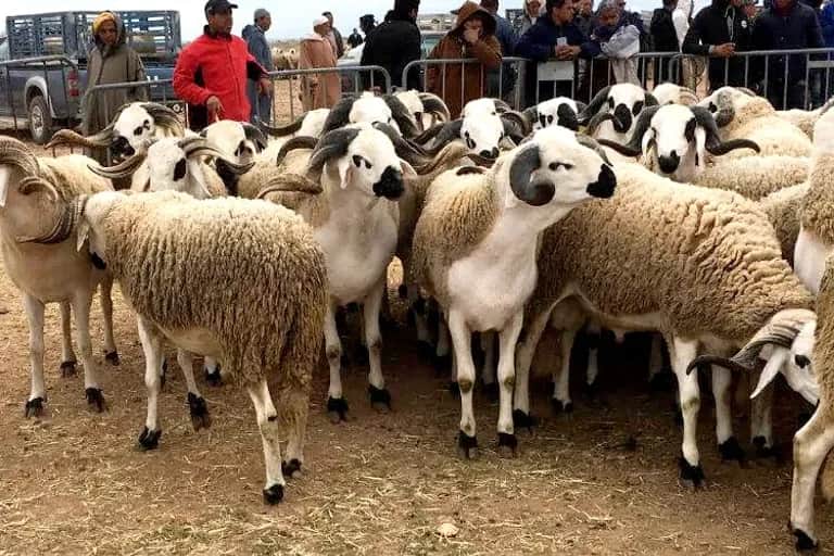 Aid Al-Adha 2022: la demande estimée à environ 5,6 millions de têtes