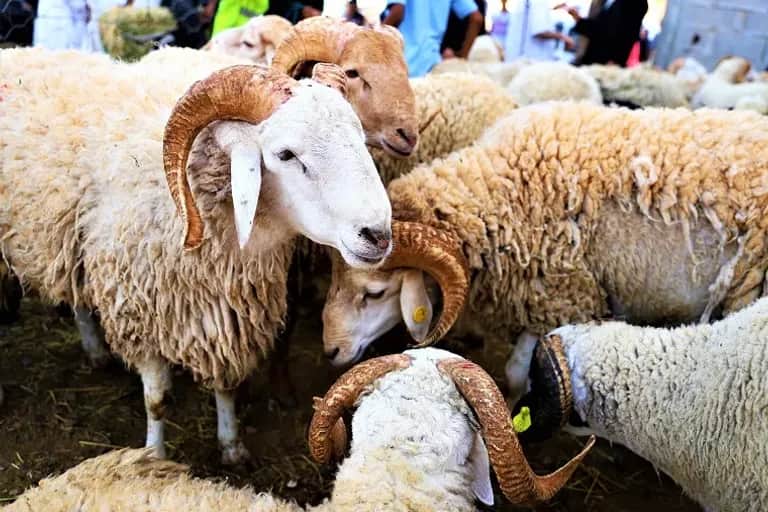 Aïd Al-Adha: la spéculation et les incertitudes génèrent une flambée des prix