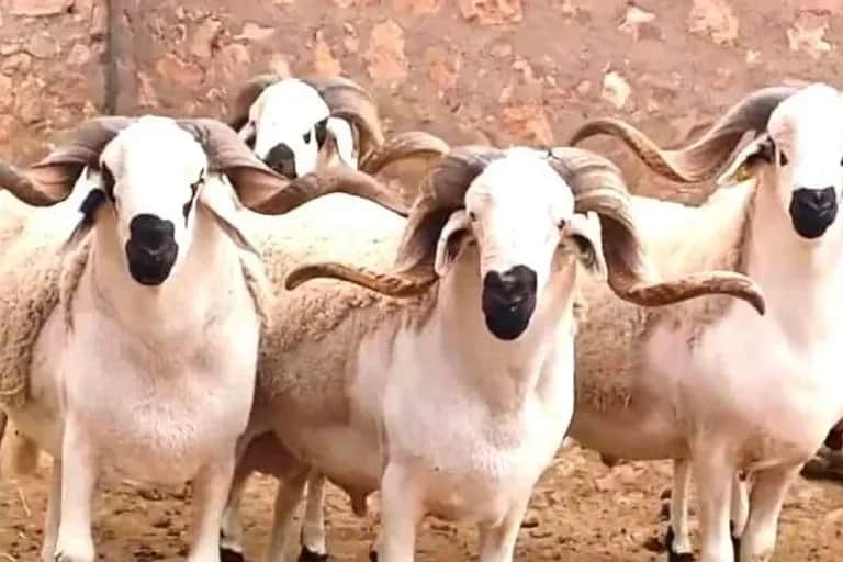 Aïd Al-Adha: les éleveurs démarrent les préparatifs sur fond d’incertitudes