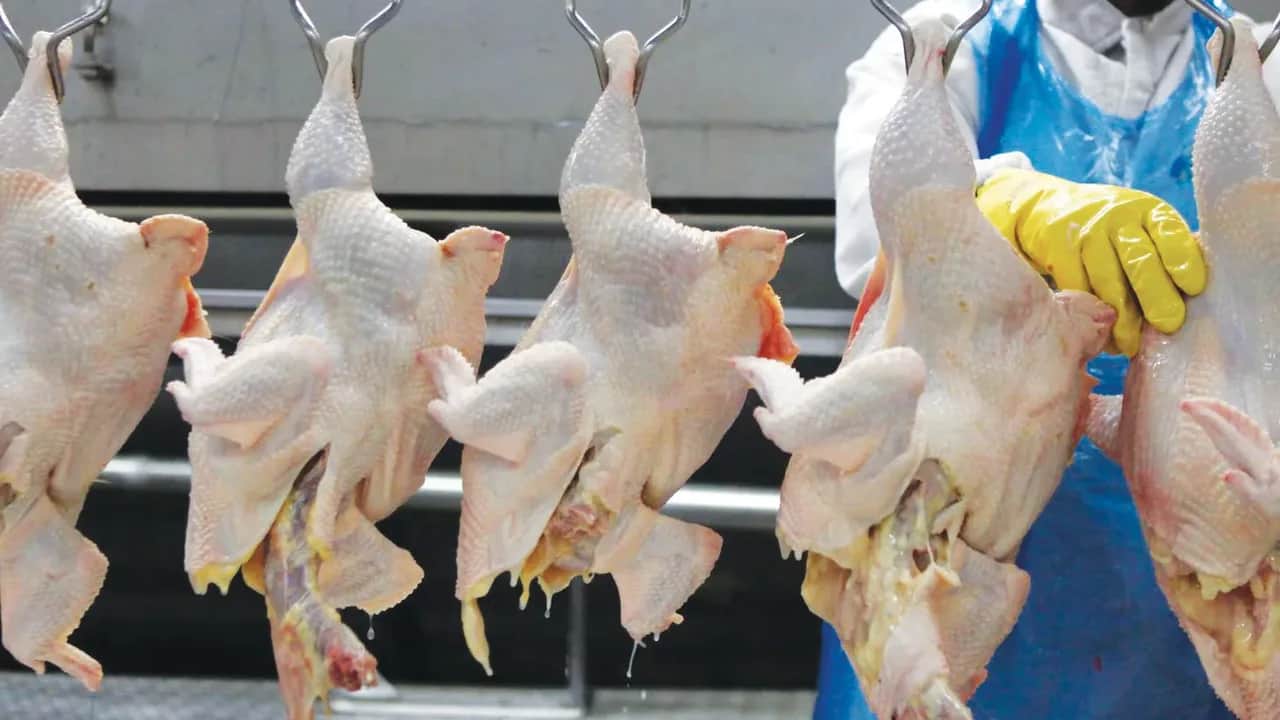 Aviculture : Dawajine fait le bilan du secteur