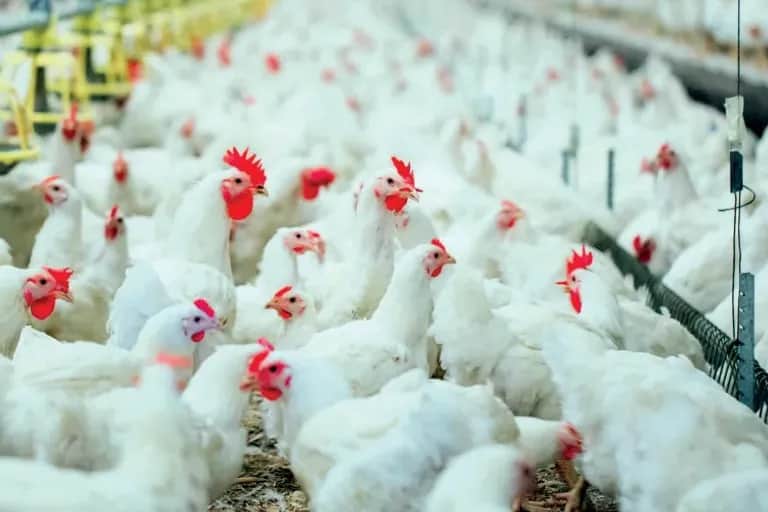 Aviculture : la filière résiste mieux aux aléas et mise sur l’export