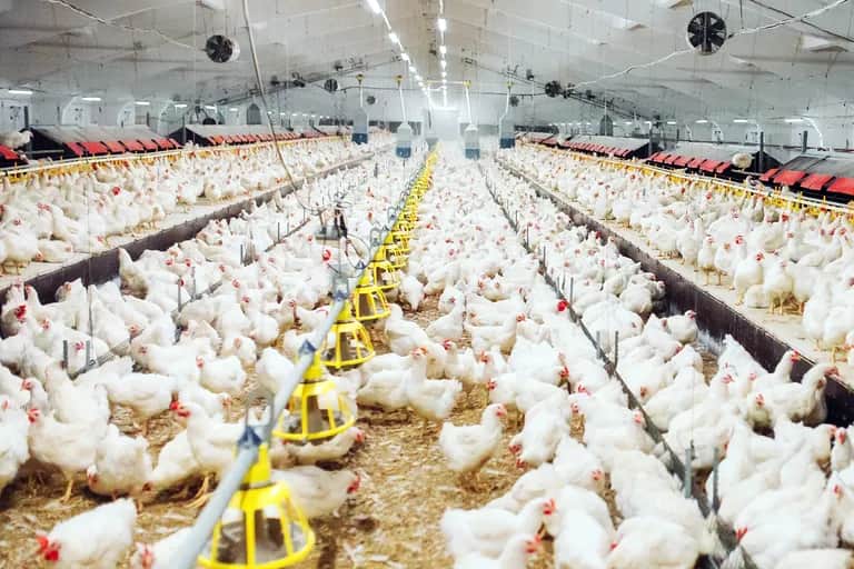 Aviculture: la branche se fixe de nouveaux objectifs à l’horizon 2030