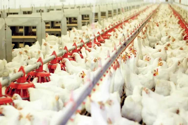 Aviculture : le thermomètre chahute le secteur