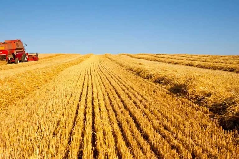 Campagne agricole 2022-2023: la production prévisionnelle des céréales en hausse de 62%