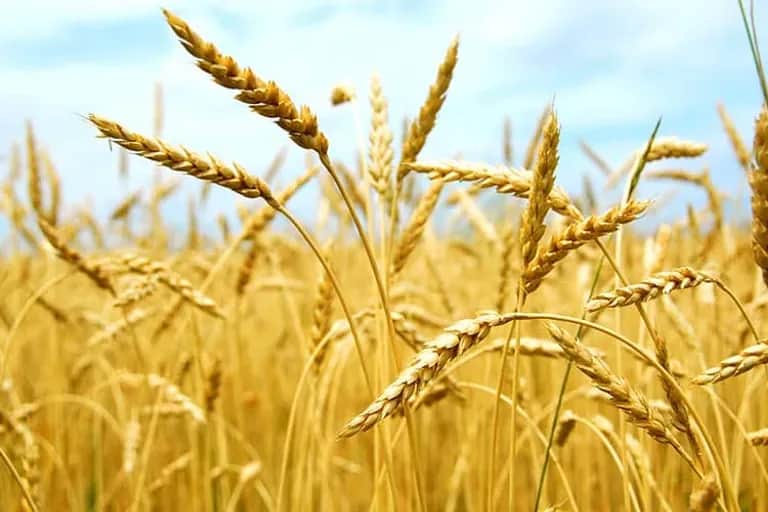 Campagne céréalière 2020-2021: une récolte de 103,2 millions de quintaux
