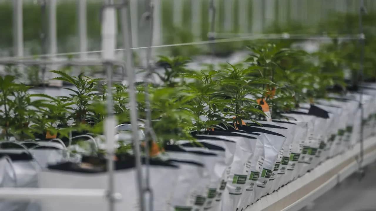Cannabis au Maroc: le plan d'action de l'Agence nationale pour l'année 2022 discuté