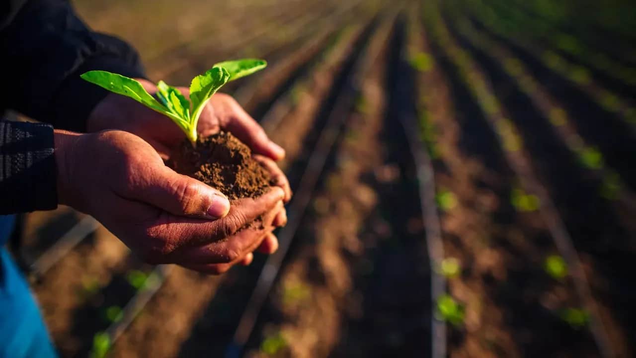 COSUMAR lance la campagne sucrière 2025/2026