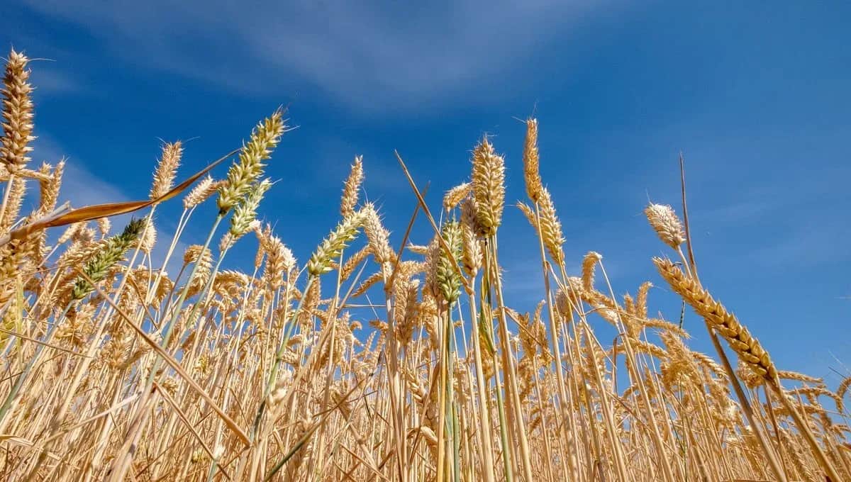Exportations record de céréales russes vers le Maroc en 2024