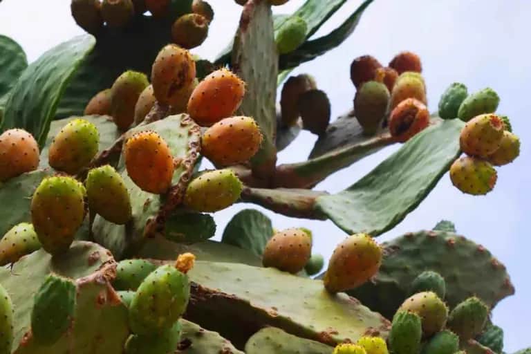 Filière fruits : la période estivale marquée par la hausse des prix