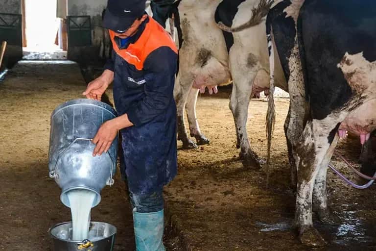 Filière laitière: la hausse des prix ne profite pas aux éleveurs