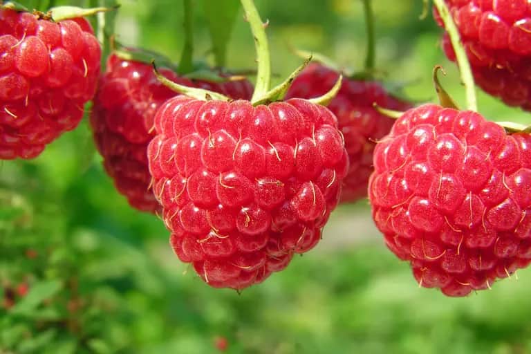 Fruits rouges: une filière qui a le vent en poupe