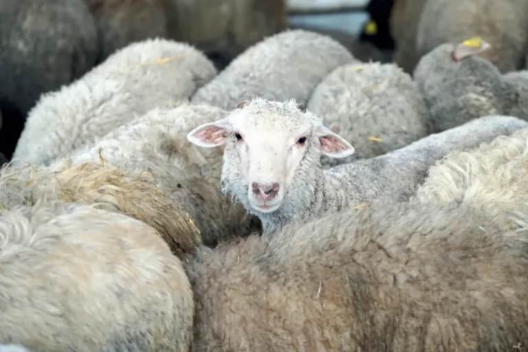 Génération Green : l’élevage, une priorité de la stratégie agricole