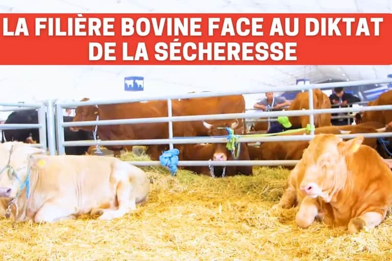 La filière bovine face au diktat de la sécheresse