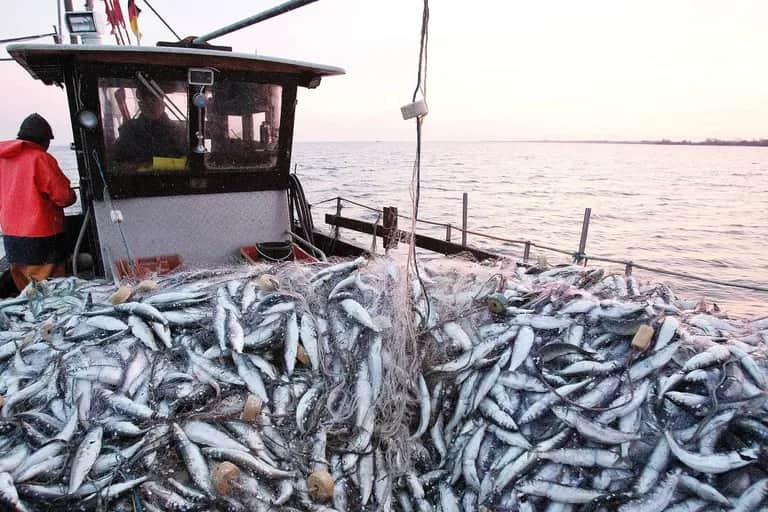 La FPM et la CNSS discutent d'un statut social particulier pour les marins pêcheurs