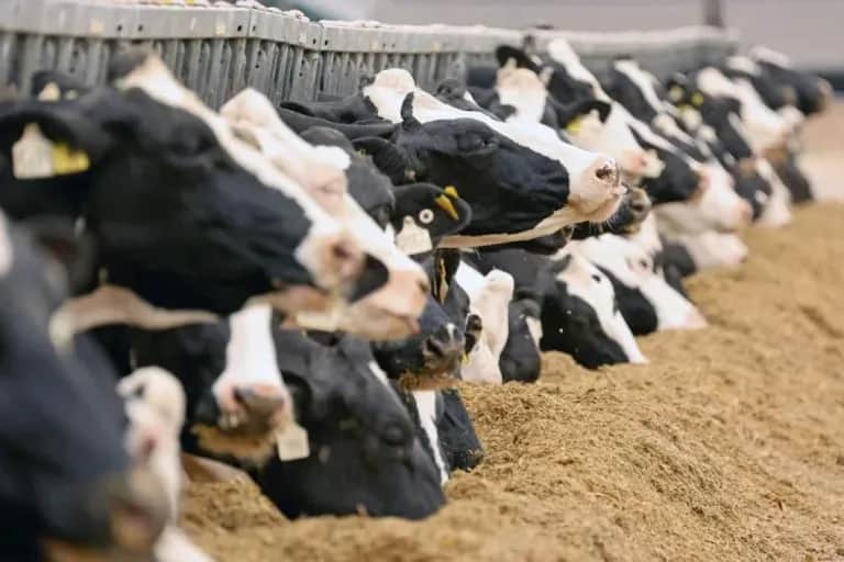 Importation de bovins : le Maroc fait le bilan des opérations réalisées en 2026