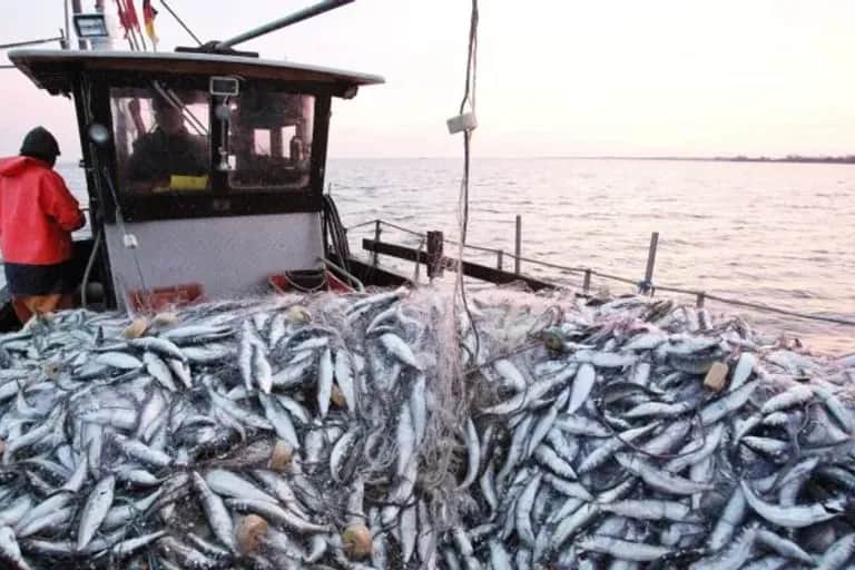 Pêche : baisse de la valeur des débarquements de 2% à fin février