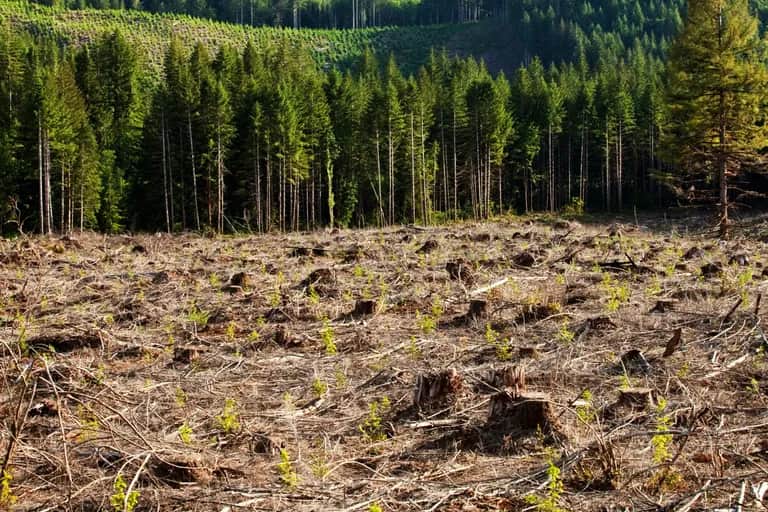 Environnement: le patrimoine forestier marocain en détresse