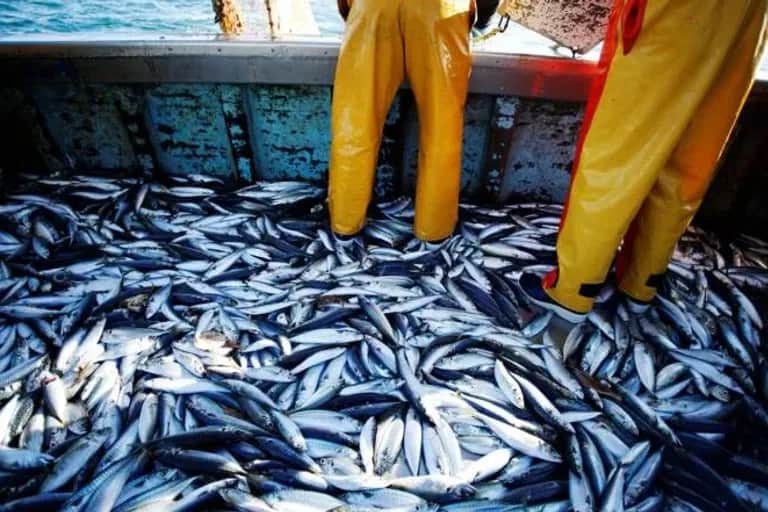 Pêche : croissance de 1% de la valeur des produits commercialisés à fin avril 2024