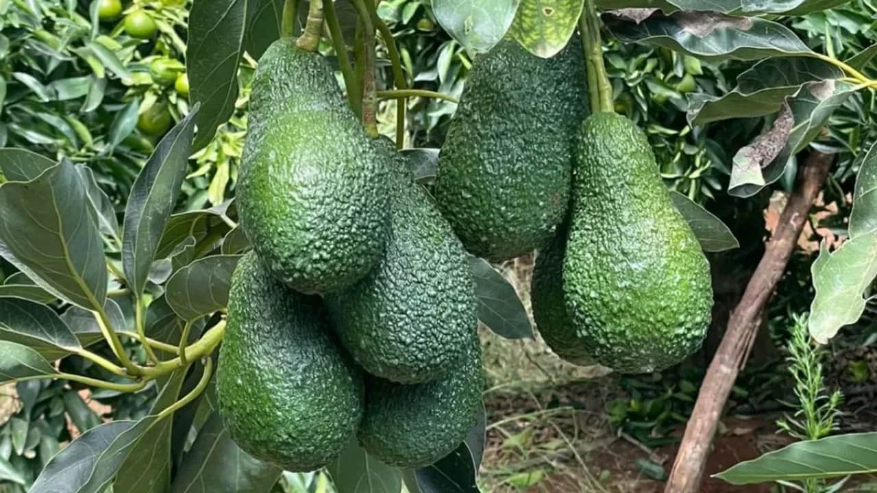 Les perspectives sont bonnes pour la prochaine saison de l'avocat marocain